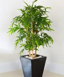 Brighter Blooms Golden Bamboo Plant 7 Brighter Blooms Golden Bamboo Plant