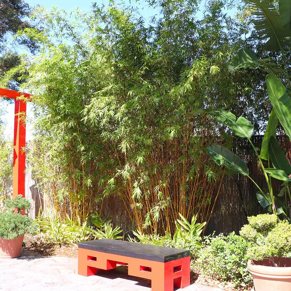 Brighter Blooms Golden Bamboo Plant 4 Brighter Blooms Golden Bamboo Plant