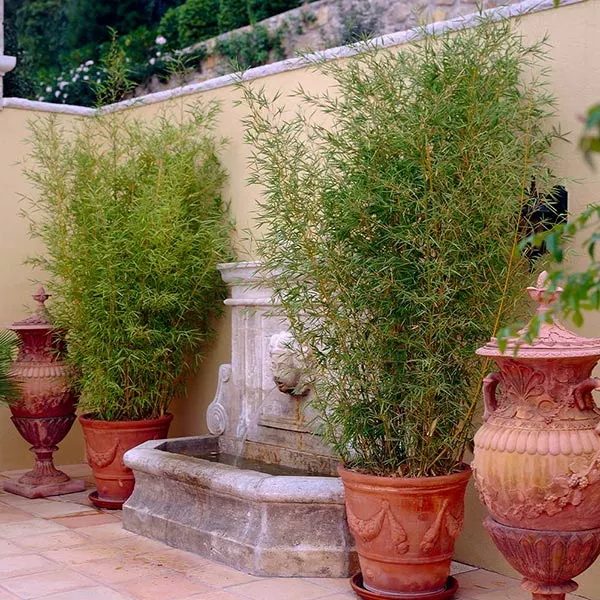 Brighter Blooms Golden Bamboo Plant 1 Brighter Blooms Golden Bamboo Plant