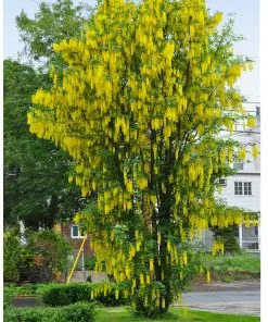 Brighter Blooms Columnar Goldenchain Tree Flowering Trees 6 Brighter Blooms Columnar Goldenchain Tree Flowering Trees