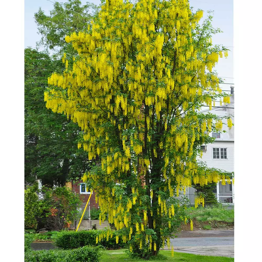 Brighter Blooms Columnar Goldenchain Tree Flowering Trees 3 Brighter Blooms Columnar Goldenchain Tree Flowering Trees