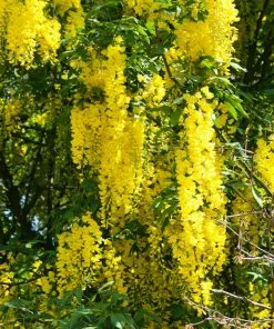Brighter Blooms Columnar Goldenchain Tree Flowering Trees 7 Brighter Blooms Columnar Goldenchain Tree Flowering Trees
