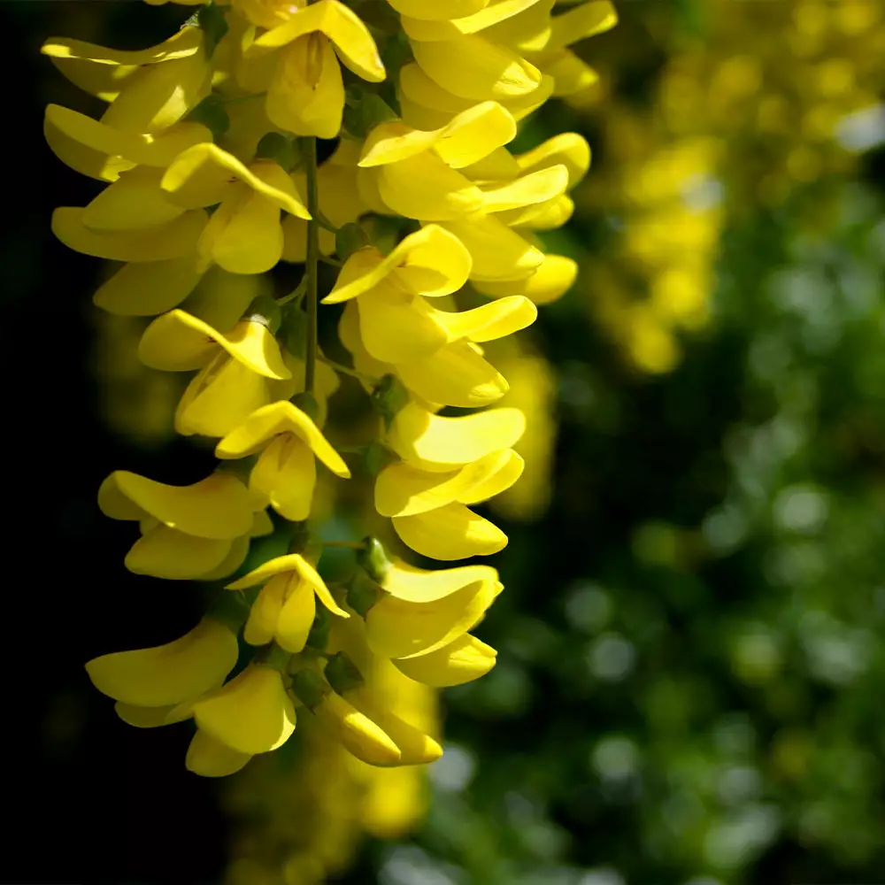 Brighter Blooms Columnar Goldenchain Tree Flowering Trees 2 Brighter Blooms Columnar Goldenchain Tree Flowering Trees