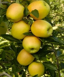 Brighter Blooms Golden Sentinel Columnar Apple Tree Fruit Trees 7 Brighter Blooms Golden Sentinel Columnar Apple Tree Fruit Trees
