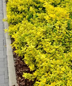 Brighter Blooms Shrubs & Hedges Golden Euonymus Shrub 8 Brighter Blooms Shrubs & Hedges Golden Euonymus Shrub
