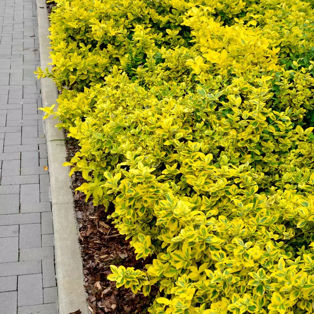 Brighter Blooms Shrubs & Hedges Golden Euonymus Shrub 3 Brighter Blooms Shrubs & Hedges Golden Euonymus Shrub
