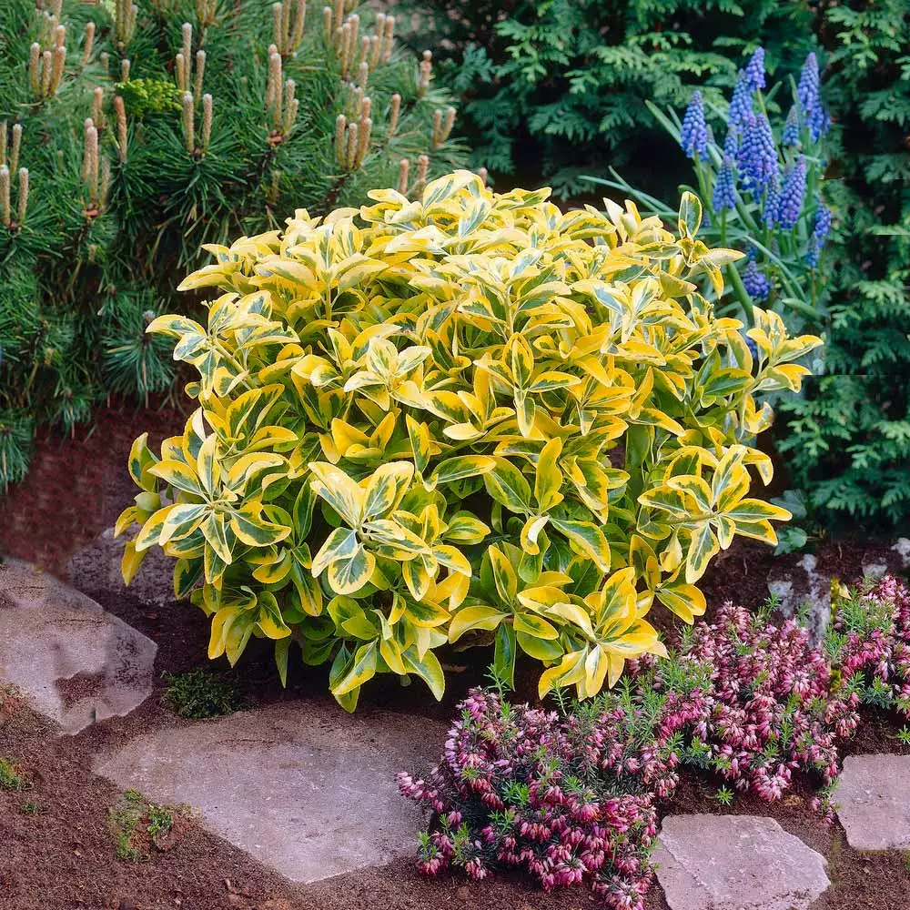 Brighter Blooms Shrubs & Hedges Golden Euonymus Shrub 2 Brighter Blooms Shrubs & Hedges Golden Euonymus Shrub