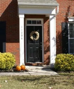 Brighter Blooms Shrubs & Hedges Golden Euonymus Shrub 9 Brighter Blooms Shrubs & Hedges Golden Euonymus Shrub