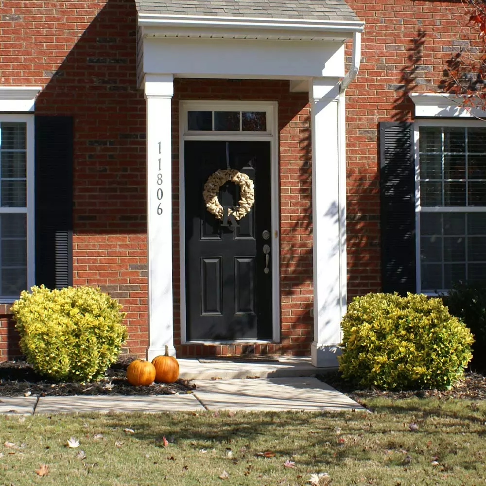 Brighter Blooms Shrubs & Hedges Golden Euonymus Shrub 4 Brighter Blooms Shrubs & Hedges Golden Euonymus Shrub