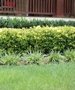 Brighter Blooms Shrubs & Hedges Golden Euonymus Shrub 10 Brighter Blooms Shrubs & Hedges Golden Euonymus Shrub