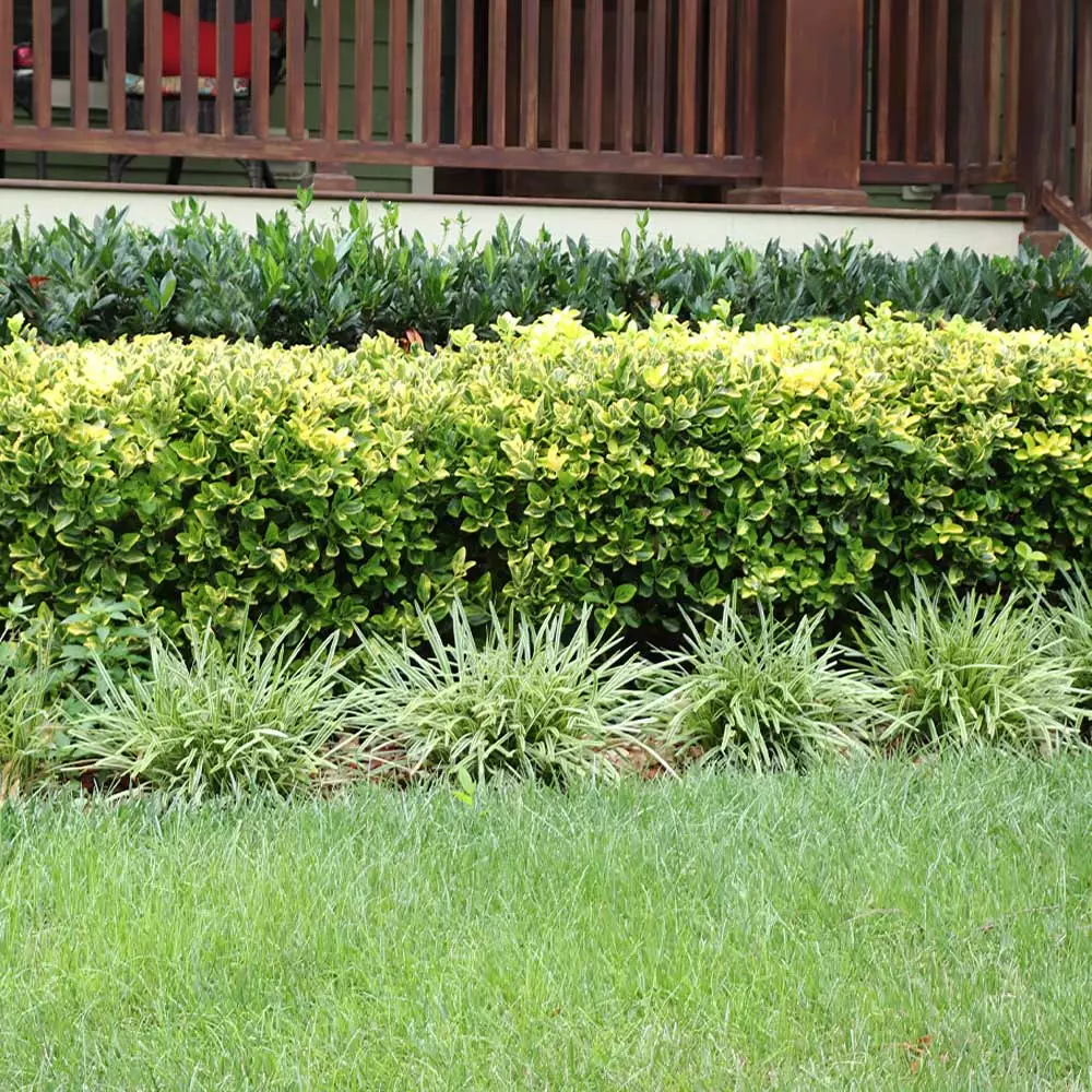 Brighter Blooms Shrubs & Hedges Golden Euonymus Shrub 5 Brighter Blooms Shrubs & Hedges Golden Euonymus Shrub
