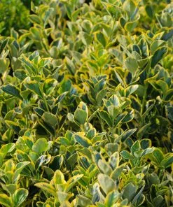 Brighter Blooms Shrubs & Hedges Golden Euonymus Shrub 11 Brighter Blooms Shrubs & Hedges Golden Euonymus Shrub