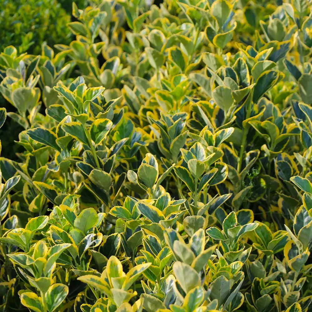 Brighter Blooms Shrubs & Hedges Golden Euonymus Shrub 6 Brighter Blooms Shrubs & Hedges Golden Euonymus Shrub