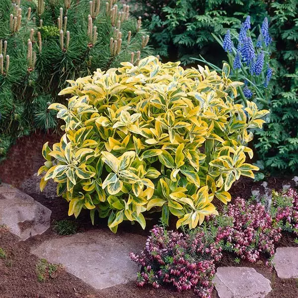 Brighter Blooms Shrubs & Hedges Golden Euonymus Shrub 1 Brighter Blooms Shrubs & Hedges Golden Euonymus Shrub