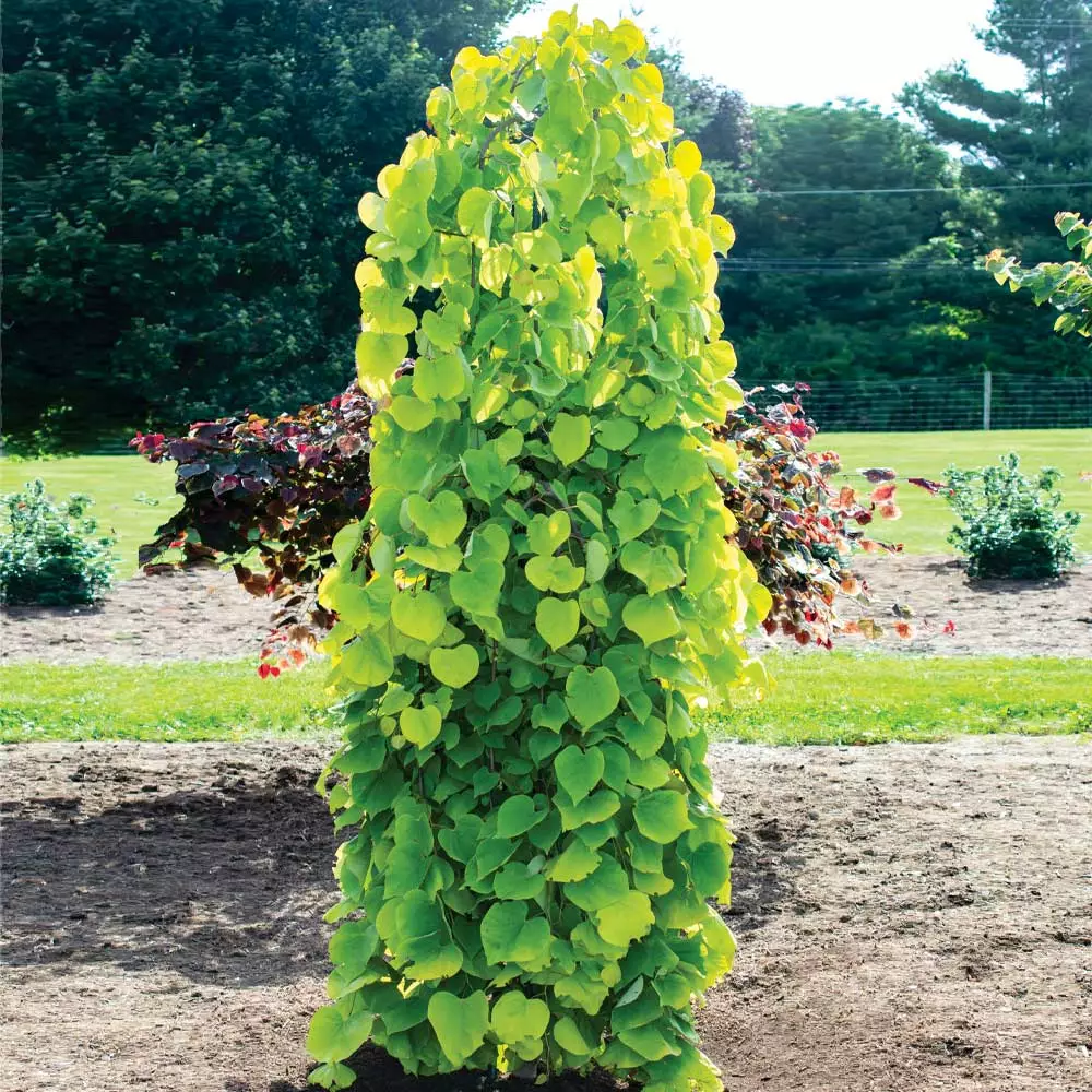 Brighter Blooms Golden Falls® Redbud Tree 2 Brighter Blooms Golden Falls® Redbud Tree