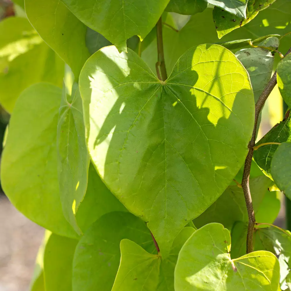 Brighter Blooms Golden Falls® Redbud Tree 4 Brighter Blooms Golden Falls® Redbud Tree