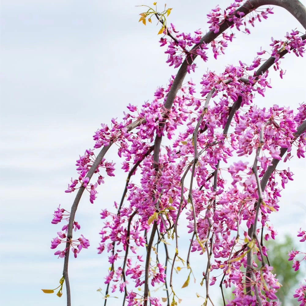Brighter Blooms Golden Falls® Redbud Tree 5 Brighter Blooms Golden Falls® Redbud Tree