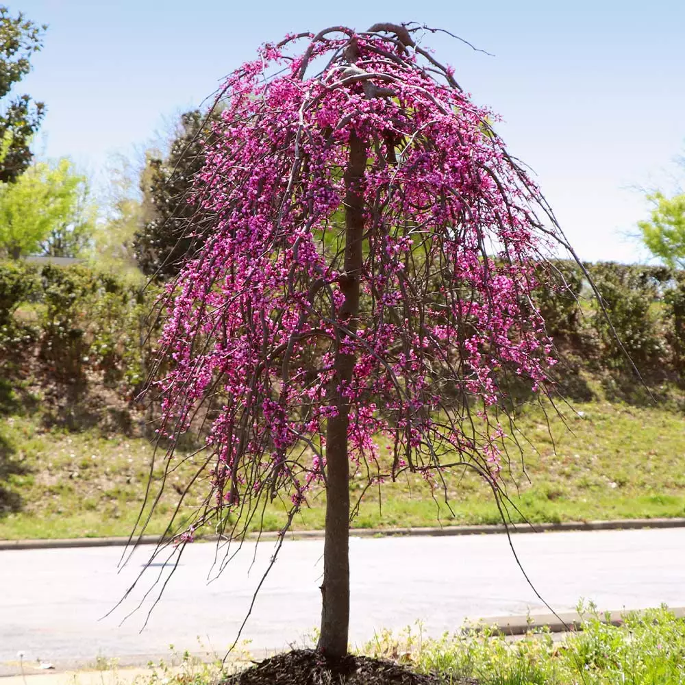 Brighter Blooms Golden Falls® Redbud Tree 3 Brighter Blooms Golden Falls® Redbud Tree