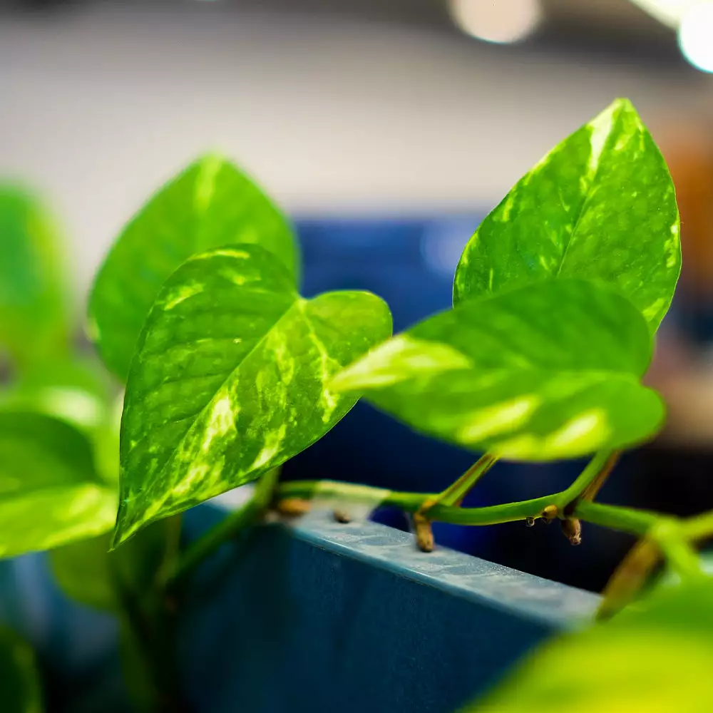 Brighter Blooms House & Patio Golden Pothos Plant 5 Brighter Blooms House & Patio Golden Pothos Plant