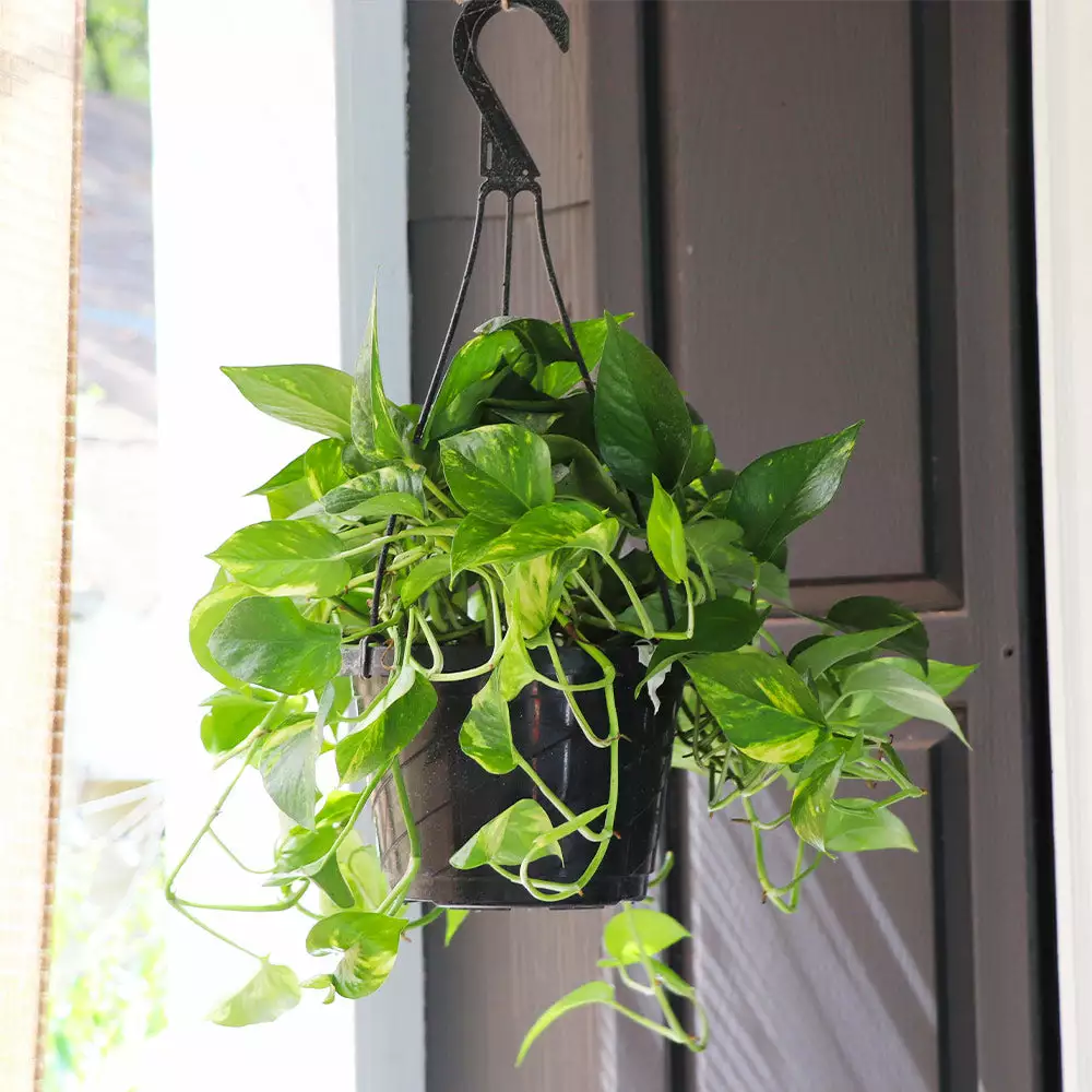 Brighter Blooms House & Patio Golden Pothos Plant 4 Brighter Blooms House & Patio Golden Pothos Plant
