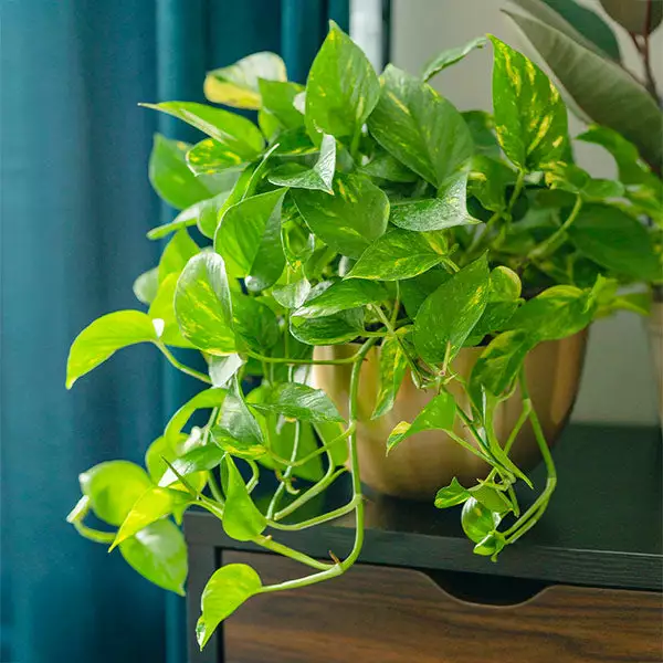 Brighter Blooms House & Patio Golden Pothos Plant 2 Brighter Blooms House & Patio Golden Pothos Plant