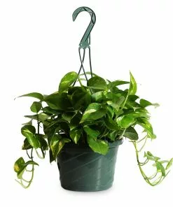 Brighter Blooms House & Patio Golden Pothos Plant 12 Brighter Blooms House & Patio Golden Pothos Plant