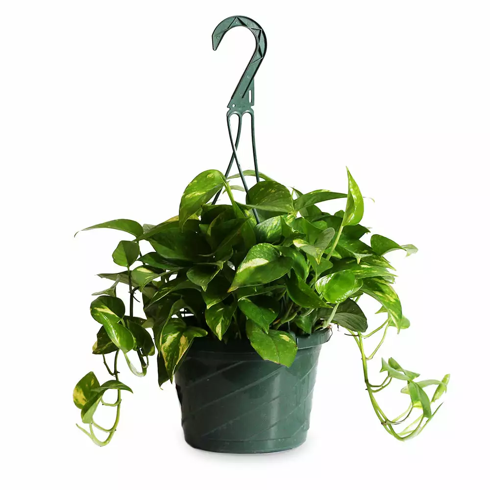 Brighter Blooms House & Patio Golden Pothos Plant 6 Brighter Blooms House & Patio Golden Pothos Plant