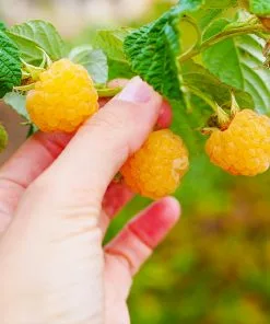 Brighter Blooms Golden Raspberry Plant Fruit Trees 7 Brighter Blooms Golden Raspberry Plant Fruit Trees