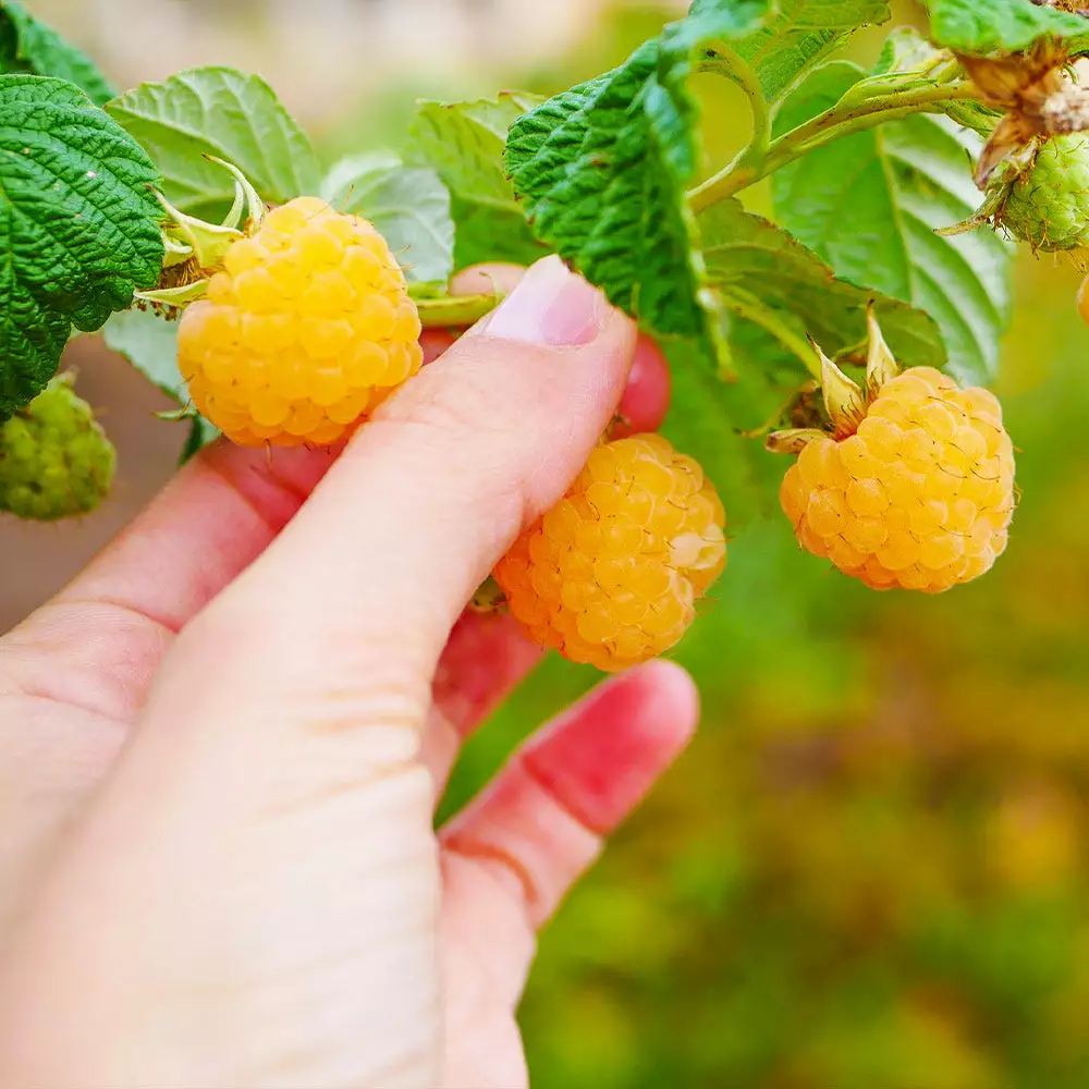 Brighter Blooms Golden Raspberry Plant Fruit Trees 4 Brighter Blooms Golden Raspberry Plant Fruit Trees