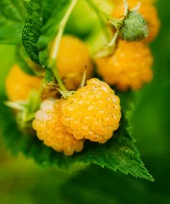 Brighter Blooms Golden Raspberry Plant Fruit Trees