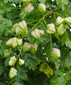 Brighter Blooms Golden Raintree 8 Brighter Blooms Golden Raintree