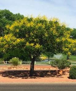 Brighter Blooms Golden Raintree