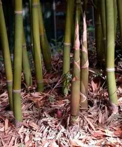 Brighter Blooms Graceful Bamboo