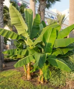 Brighter Blooms SHOP ALL Grand Naine Banana Tree