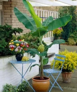 Brighter Blooms SHOP ALL Grand Naine Banana Tree 10 Brighter Blooms SHOP ALL Grand Naine Banana Tree