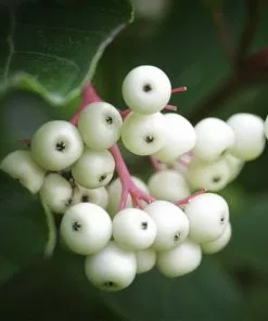 Brighter Blooms Shrubs & Hedges Grey Twig Dogwood Shrub