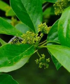 Brighter Blooms Shade Trees Green Gable Tupelo (Black Gum Tree) 7 Brighter Blooms Shade Trees Green Gable Tupelo (Black Gum Tree)