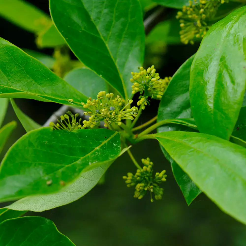 Brighter Blooms Shade Trees Green Gable Tupelo (Black Gum Tree) 4 Brighter Blooms Shade Trees Green Gable Tupelo (Black Gum Tree)