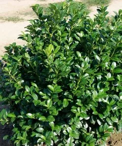 Brighter Blooms Green Goblet Cherry Laurel Shrubs & Hedges