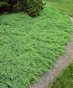 Brighter Blooms Juniper Trees Green Mound Juniper Shrub