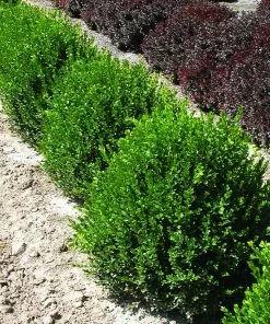 Brighter Blooms Green Velvet Boxwood Shrub