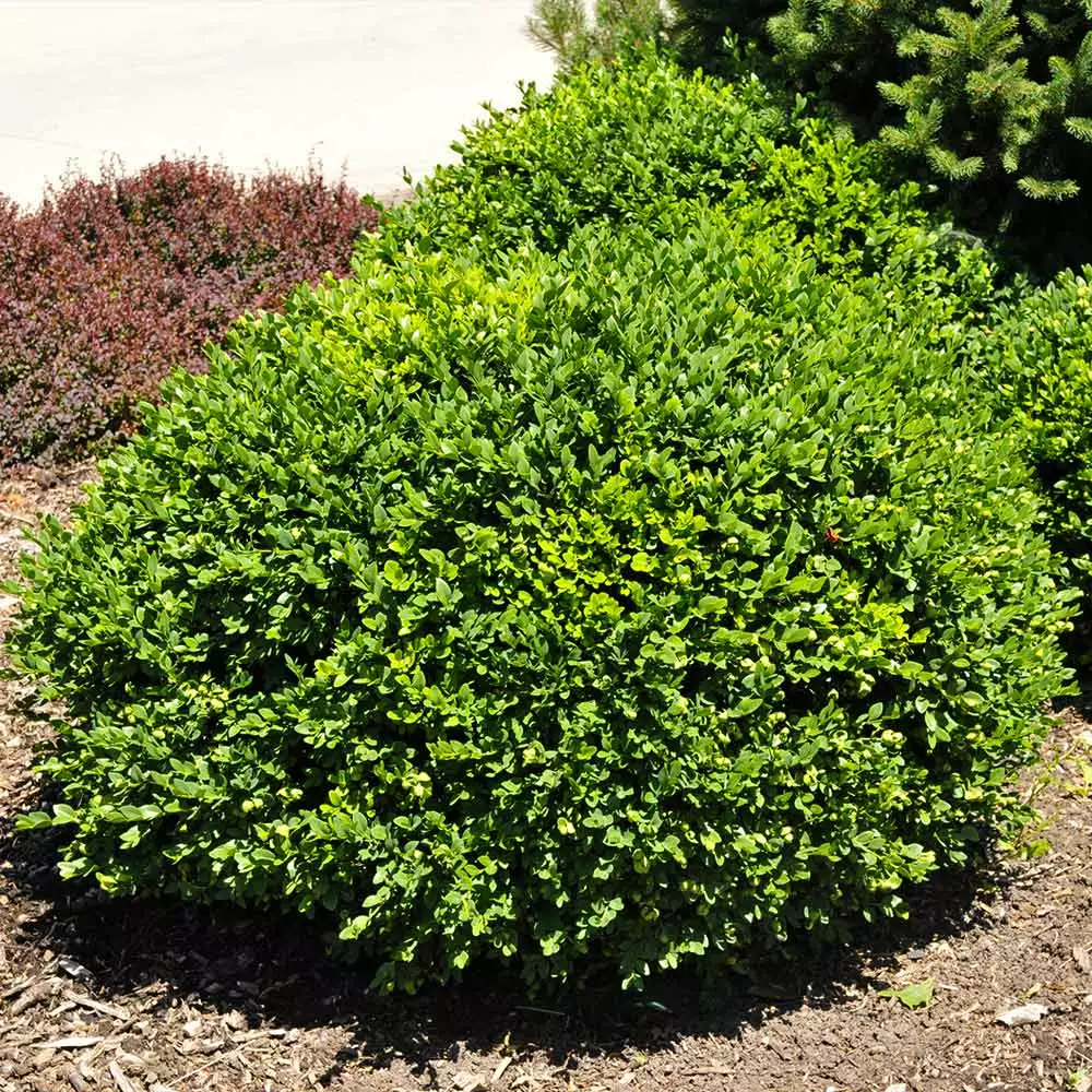 Brighter Blooms Green Velvet Boxwood Shrub 4 Brighter Blooms Green Velvet Boxwood Shrub
