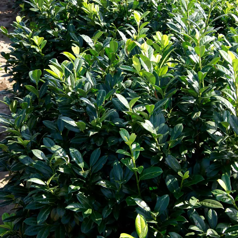 Brighter Blooms Greenfinity Cherry Laurel 2 Brighter Blooms Greenfinity Cherry Laurel