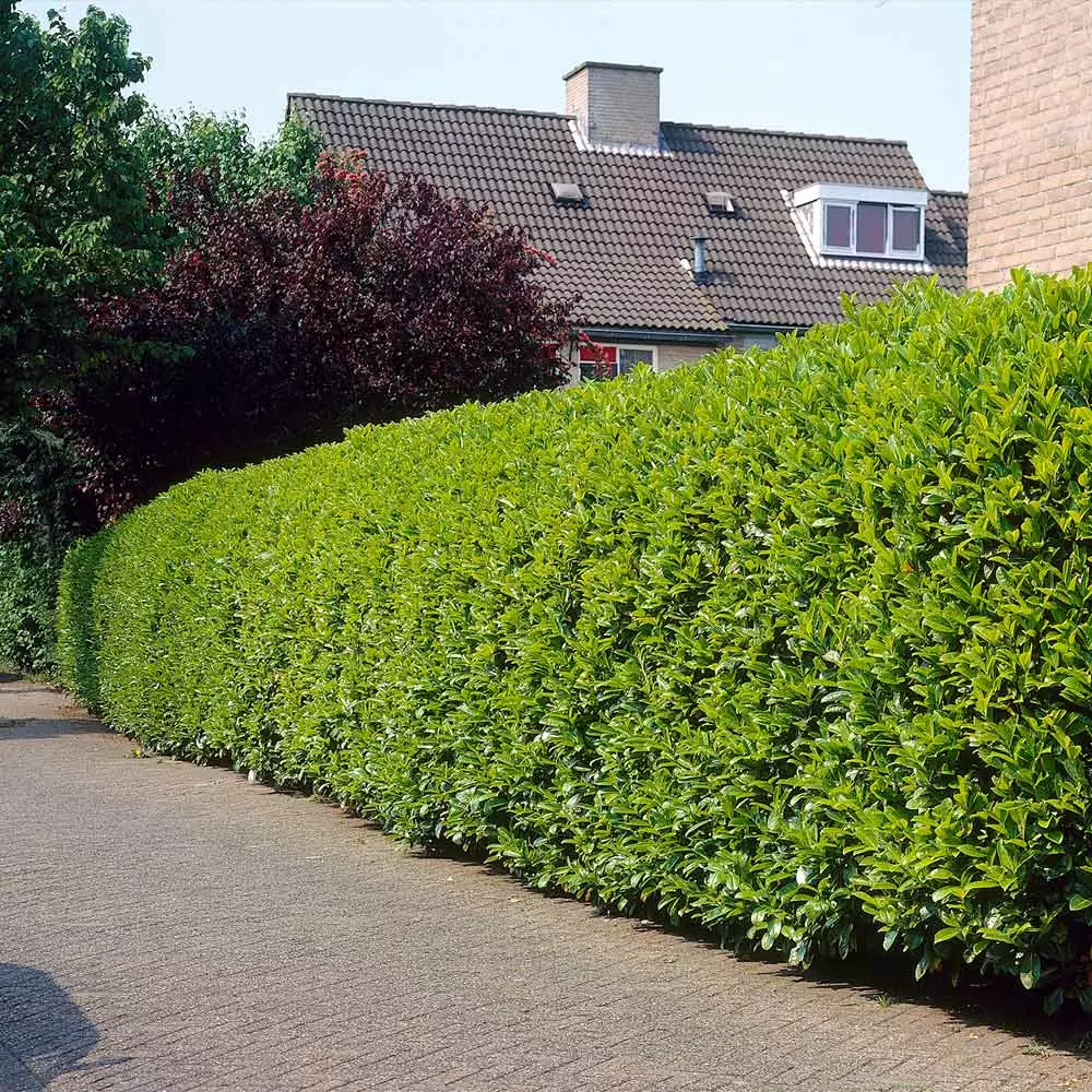 Brighter Blooms Greenfinity Cherry Laurel 3 Brighter Blooms Greenfinity Cherry Laurel