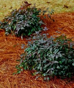 Brighter Blooms Harbor Belle Nandina Shrub Shrubs & Hedges