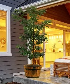 Brighter Blooms Hass Avocado Tree Avocado Trees