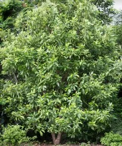 Brighter Blooms Hass Avocado Tree Avocado Trees