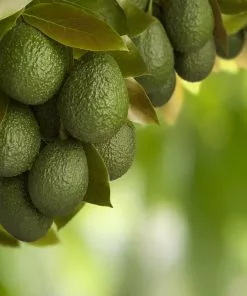 Brighter Blooms Hass Avocado Tree Avocado Trees