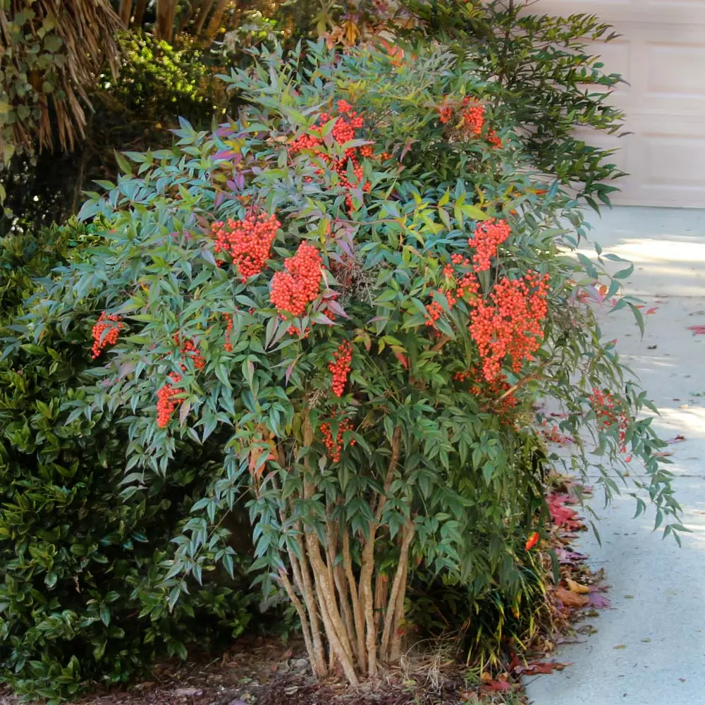 Brighter Blooms Heavenly Bamboo Nandina Shrub Shrubs & Hedges 3 Brighter Blooms Heavenly Bamboo Nandina Shrub Shrubs & Hedges