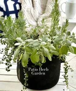 Brighter Blooms Patio Herb Garden House & Patio 7 Brighter Blooms Patio Herb Garden House & Patio